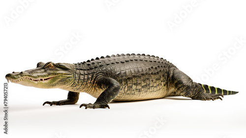 Isolated crocodile on a stark white background