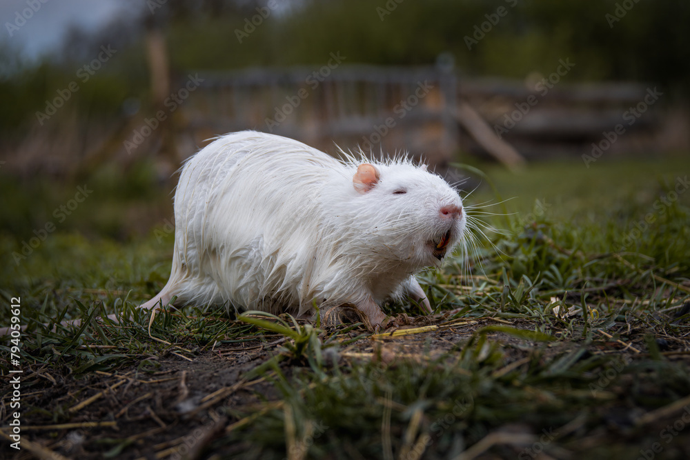 A young white fur nutria stands on the wet ground with green grass and sniffs toward the camera lens. Close-up portrait of a young albino coypu with a dark green background. A young white fur nutria stands on the wet ground with green grass and sniffs toward the camera lens. Close-up portrait of a young albino coypu with a dark green background.