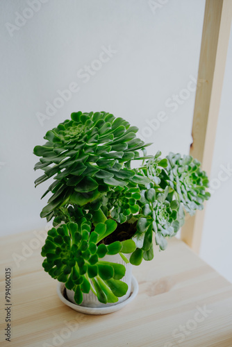 A succulent Aeonium in a white plastic pot stands on a wooden table. Landscaping of interiors. Houseplant. A houseplant in an orange pot. Vertical photo.