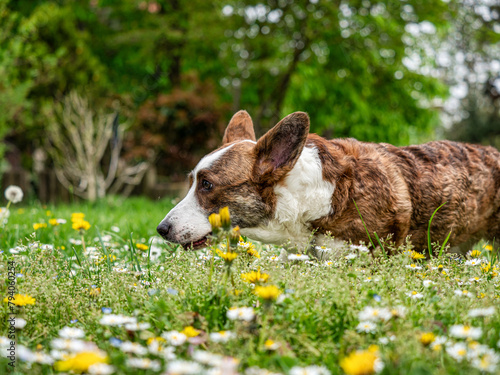 Fototapeta Naklejka Na Ścianę i Meble -  Funny two corgi cardigan dogs playing on a sunny lawn