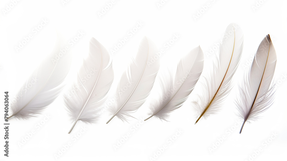 isolated feathers on a white background isolated feathers on a white background