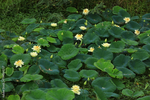 One of the hottest lotus on the international scene, 'Autumn in Moling' has a very bright, true yellow flower that drapes dramatically. It is beautiful when viewed from the side, an extremely heavy bl