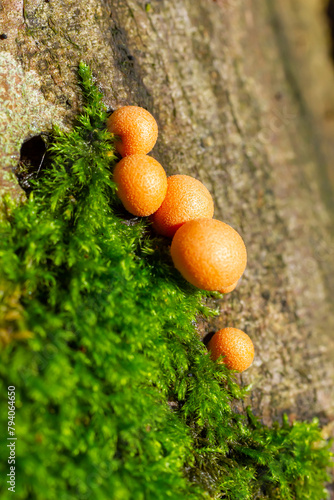 Orange red slime mold mushroom Lycogala epidendrum in the autumn forest photo