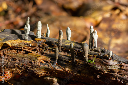 Xylaria hypoxylon is a species of fungus in the family Xylariaceae known by a variety of common names such as the candlestick fungus, the candlesnuff fungus, carbon antlers or the stag's horn fungus photo