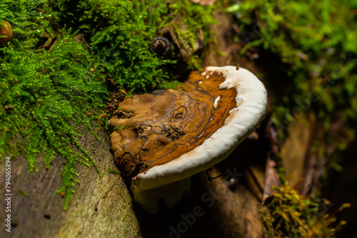 brown bear bread mushroom with white borders and green moss in the forest - Ganoderma applanatum