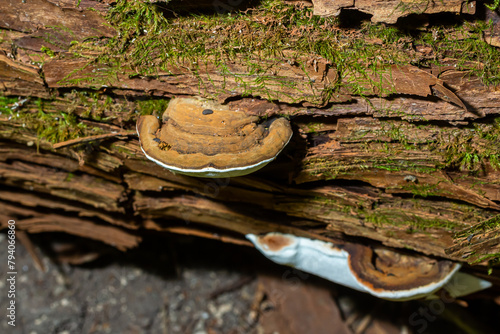 brown bear bread mushroom with white borders and green moss in the forest - Ganoderma applanatum