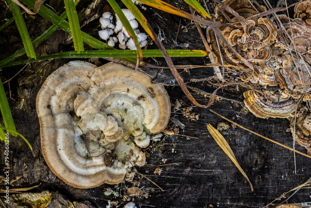 Fomes fomentarius mushroom on the trunk of an old poplar on a summer day - obrazy, fototapety, plakaty 
