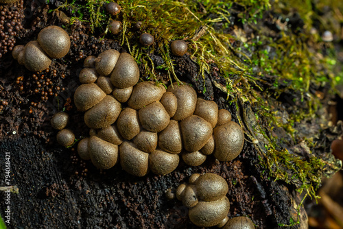 Set of Lycoperdon Perlatum mushrooms in the pine forest photo