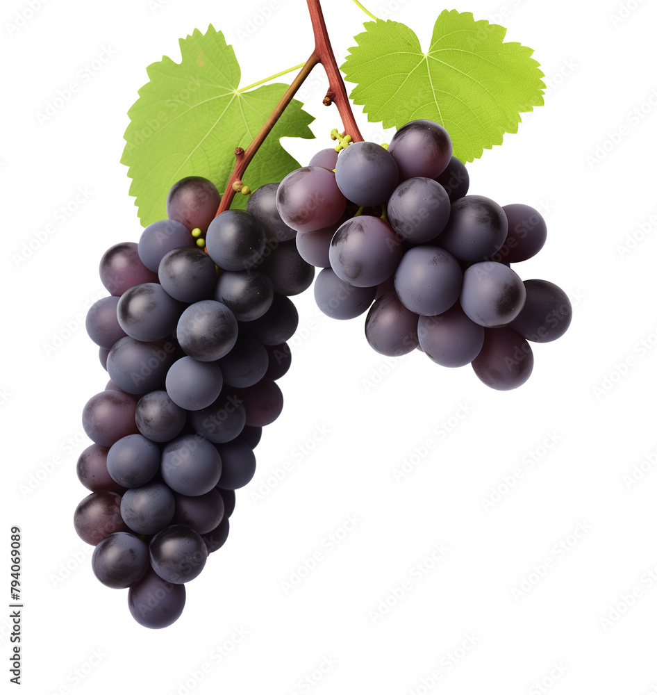 Grapes on Vines Isolated on Transparent Background
Grapes on Vines Isolated on Transparent Background