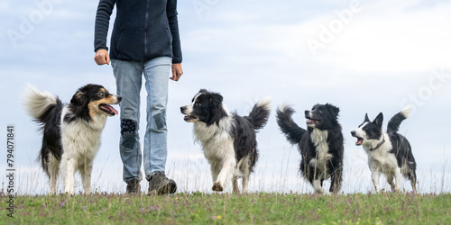 Border Collies. Dog handler is walking with four obedient dogs in autumn on a meadow photo