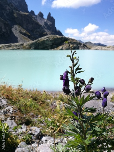 Violett Flower and in the back Schottensee lake in light blue water color, Alpine, Pizol photo