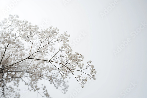 Blossoming baby's breath evokes a sense of ethereal beauty against a pure white expanse.