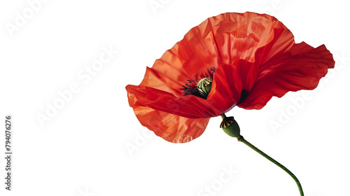 Bright red poppies on a transparent background. Honoring military service. Patriotic, United, and Remembrance day theme