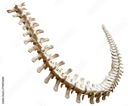 Skeleton of a Dinosaur