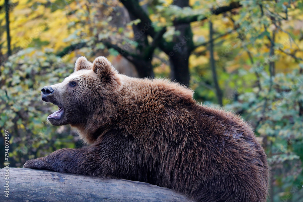 Obraz premium Braunbär (Ursus arctos) ruht auf Baumstamm