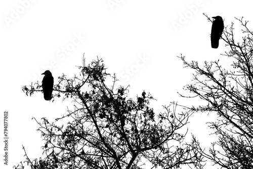 Black silhouettes of two crows on trees branches, white background photo