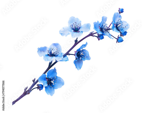Blue flower branch on transparent background