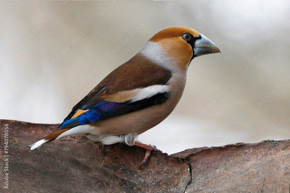 Kernbeißer (Coccothraustes coccothraustes) Männchen auf Baumstamm Kernbeißer (Coccothraustes coccothraustes) Männchen auf Baumstamm