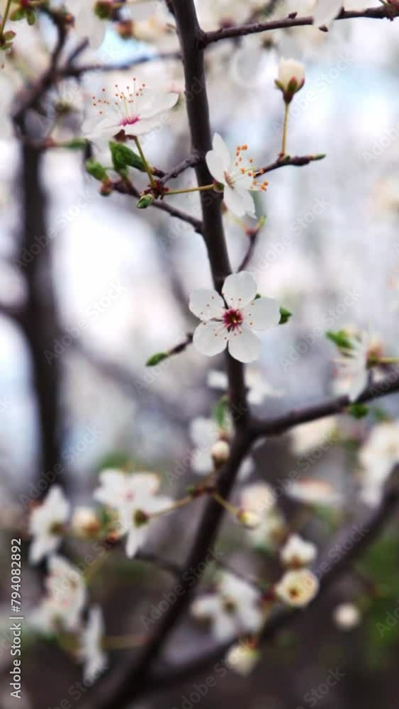 Close-up of a white blossom of a tree Close-up of a white blossom of a tree