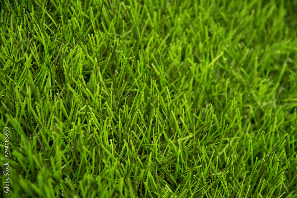 Obraz premium Green artificial lawn close up