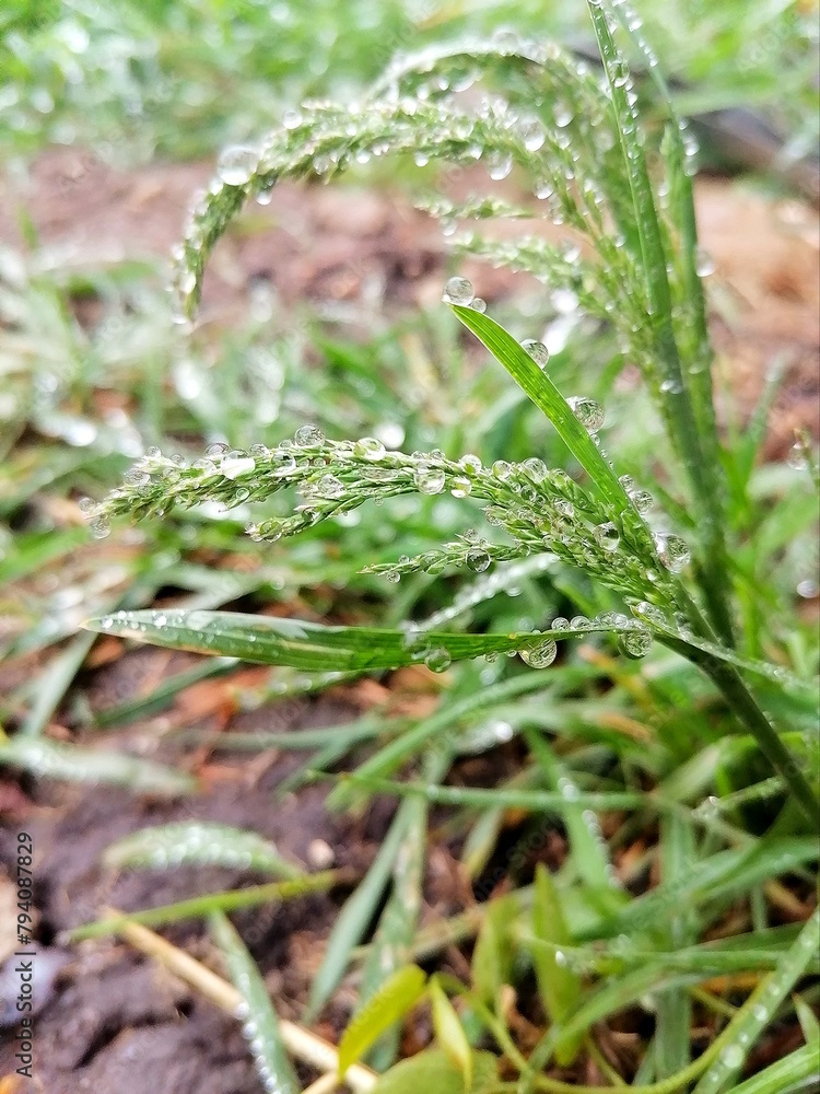 dew on the grass dew on the grass