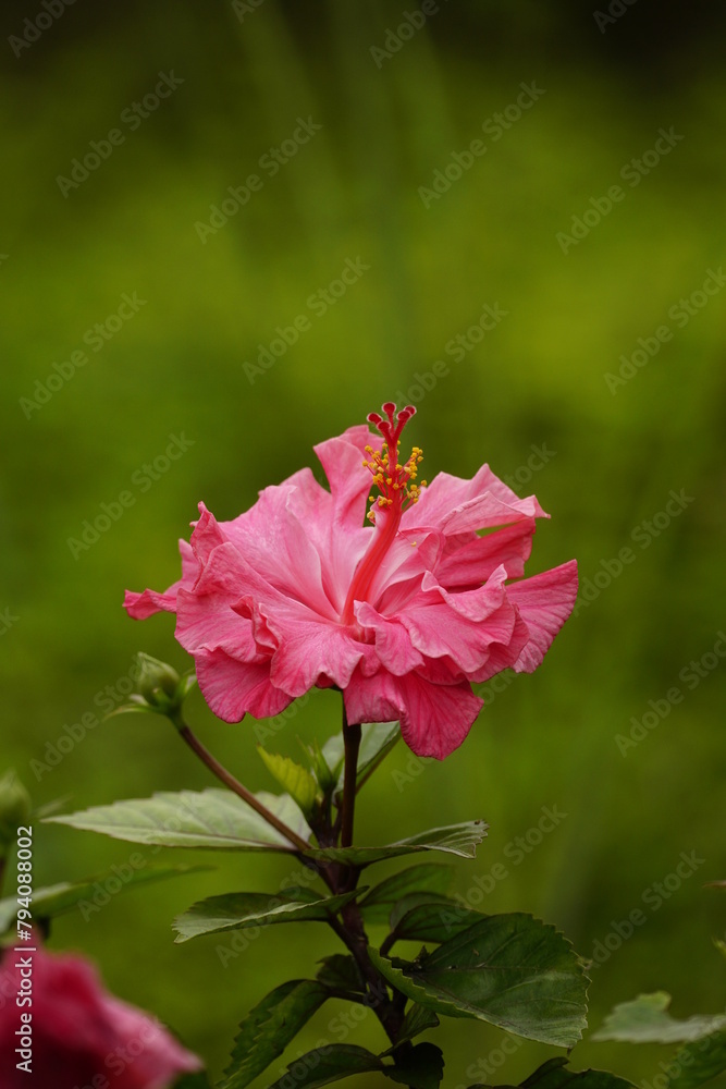 Fototapeta premium Close-up of hibiscus flowers blooming in the garden