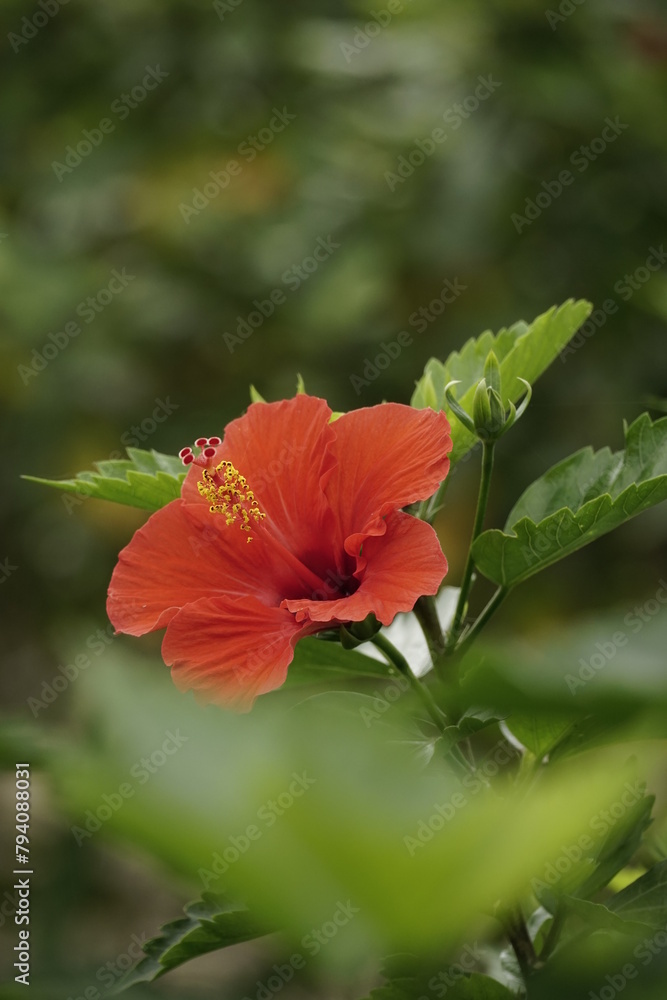 Close-up of hibiscus flowers blooming in the garden Close-up of hibiscus flowers blooming in the garden