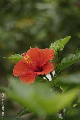 Close-up of hibiscus flowers blooming in the garden