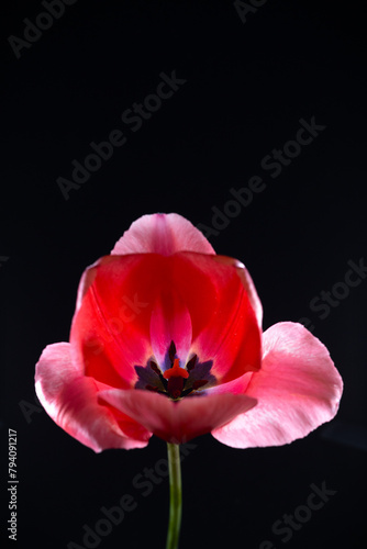 A beautiful pink tulip against a black background.