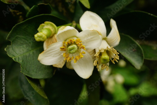 Close-up of grapefruit flowers blooming on a tree