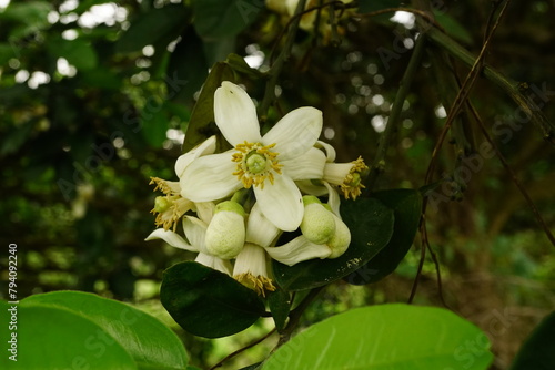 Close-up of grapefruit flowers blooming on a tree