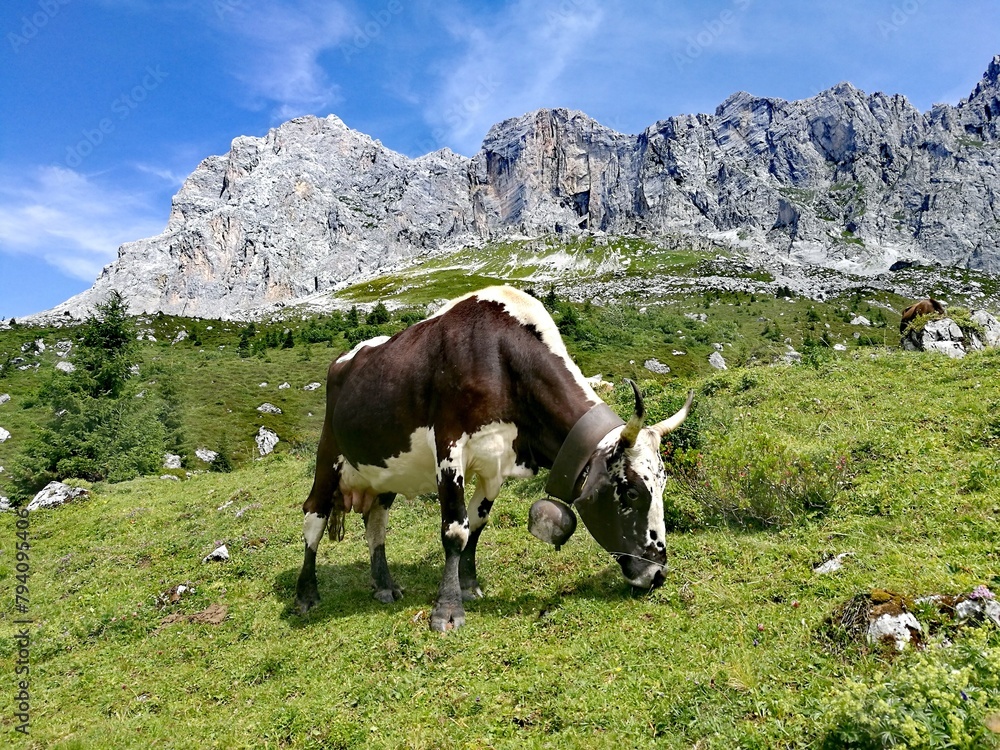 Black and White Cow feeding grad on the hiking path SAC Carschina, Switzerland Wanderer Season Summer with mountains and flowers, blue sky