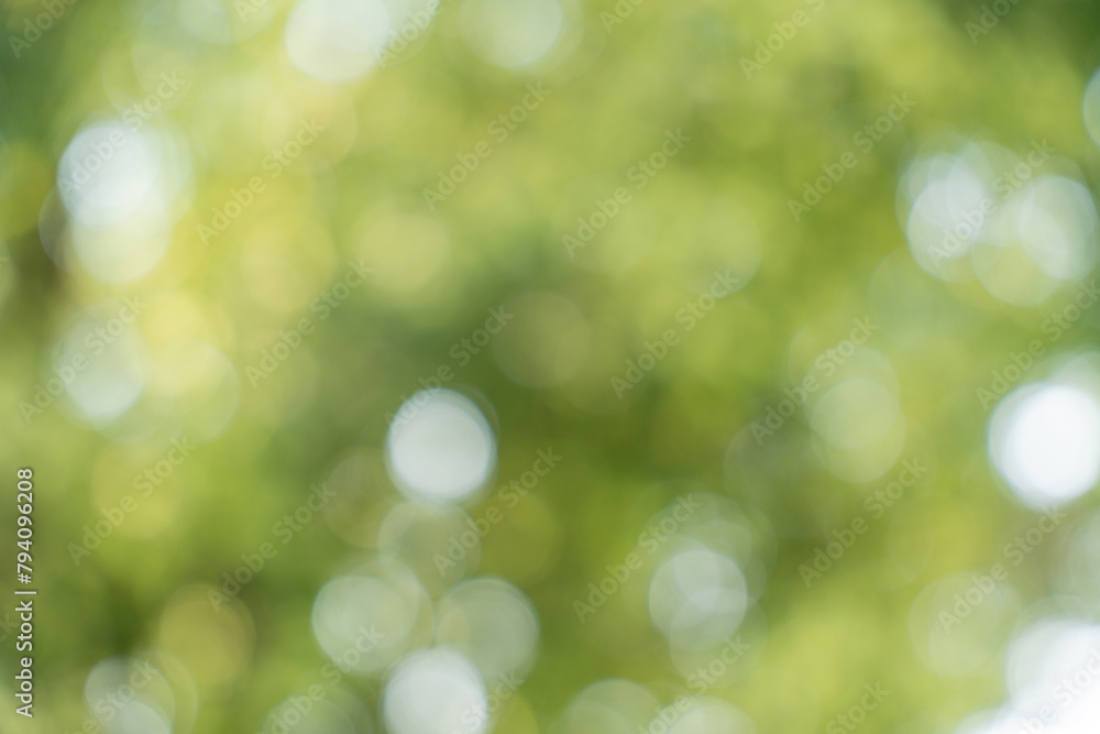 Obraz premium Green bokeh nature background, green blurred leaves of tree forest