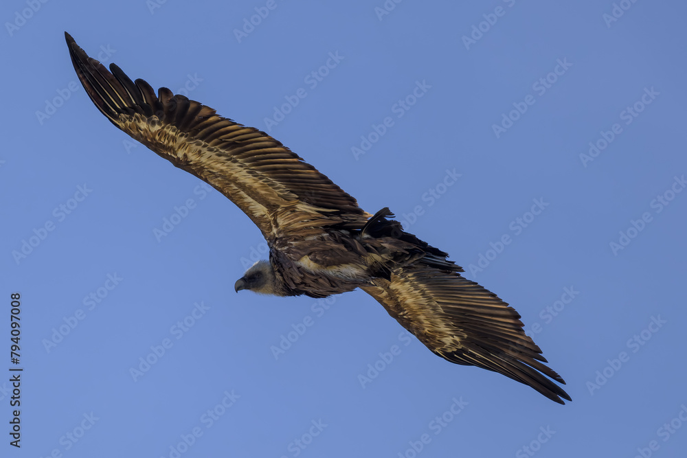 Obraz premium Buitre en la Sierra de Guadarrama