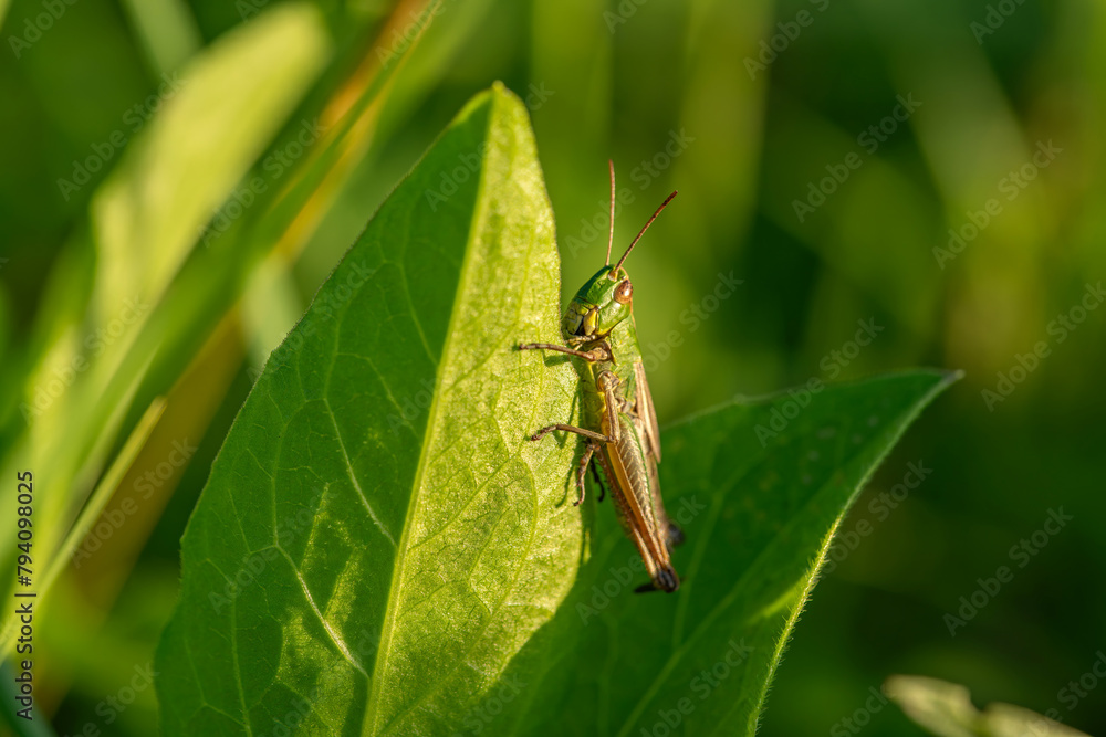 Makroaufnahme einer grünen Heuschrecke sitzt auf einem Blatt in der Sonne Makroaufnahme einer grünen Heuschrecke sitzt auf einem Blatt in der Sonne