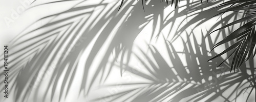 Abstract black  palm leaf shadown on a white wall Background. Blank copy space.