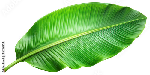 green banana leaf isolated on transparent background