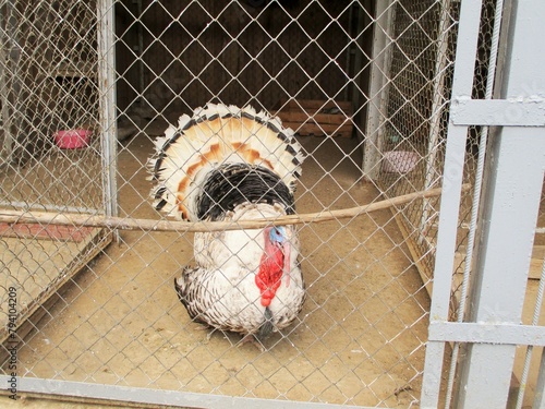 The aviary is filled with a variety of birds, including the magnificent turkeys