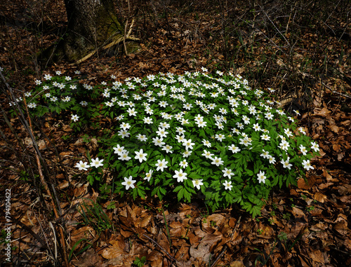 Buschwindröschen; Busch-Windröschen; Anemone nemorosa; thimbleweed; windflower;  wood anemone