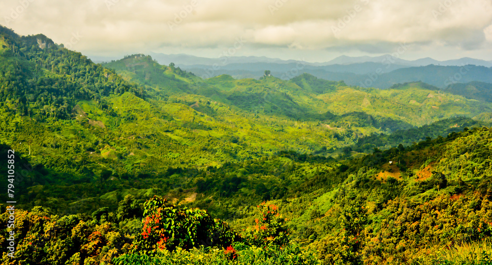 Obraz premium beautiful view of the cinnamon forest with a green hill in the background