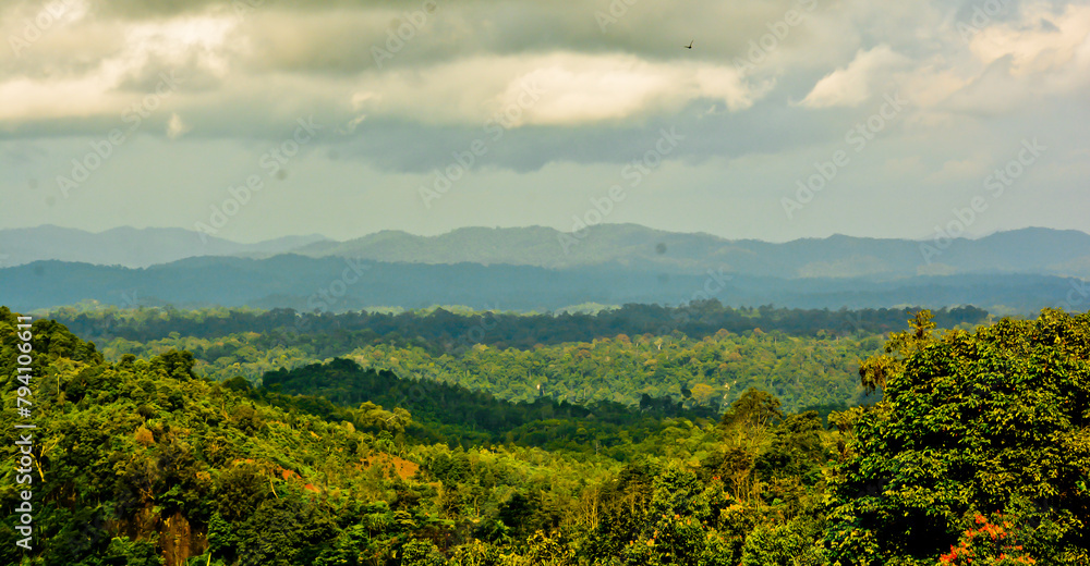 beautiful view of the cinnamon forest with a green hill in the background beautiful view of the cinnamon forest with a green hill in the background