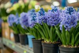 Many blue violet flowering hyacinths in pots are displayed on shelf in floristic store or at street market. Early spring, landscape gardening