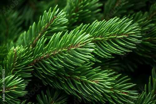 b Close-up of a fir branch with green needles 