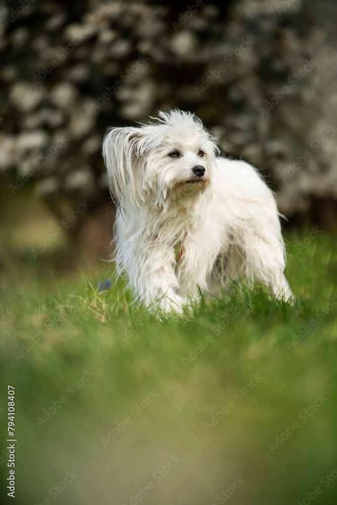 Cute white dog with spring blossoms