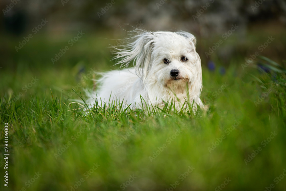 Fototapeta premium Cute white dog with spring blossoms