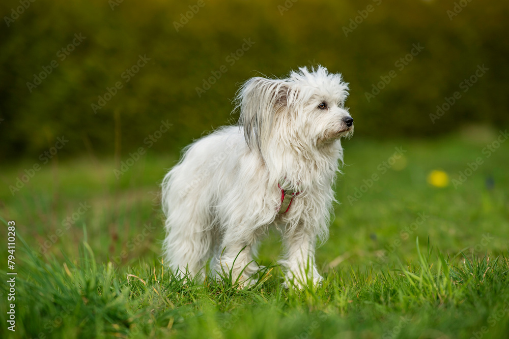 Cute white dog with spring blossoms