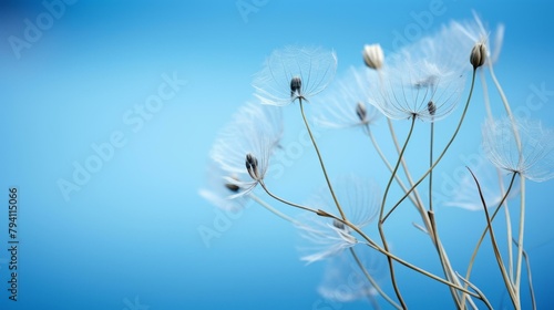 b White fluffy dandelion flower seeds blowing in the wind with a blue background 