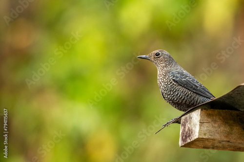 A Scaly Thrush bird resting on a roof.