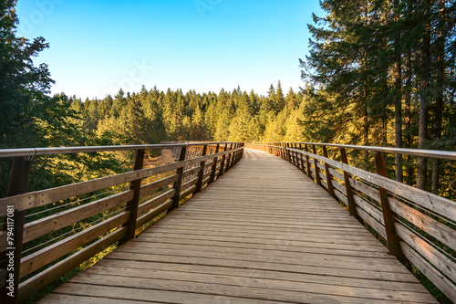 View of a wide pedestrian road on a wooden bridge, which stands in the forest, among green fir trees under a blue sky