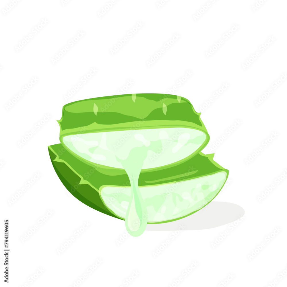 Aloe Vera plant cut isolated on white background. Alternative medicine. Wellness and beauty product. Vector illustration. Aloe Vera plant cut isolated on white background. Alternative medicine. Wellness and beauty product. Vector illustration.
